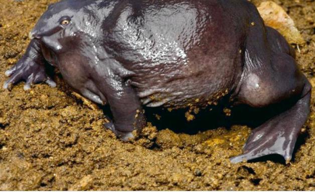 印度最奇葩的青蛙，一张嘴像猪鼻，其祖先存活在恐龙时代！