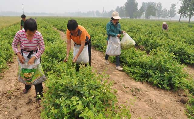 中药金银花产地哪里（金银花产地）