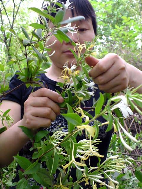 中药金银花产地哪里（金银花产地）