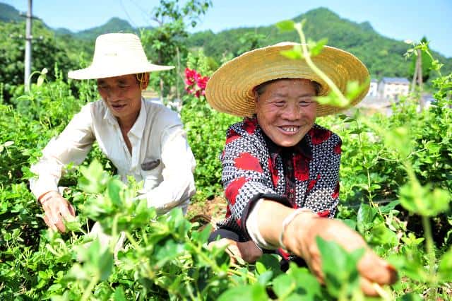中药金银花产地哪里（金银花产地）
