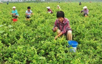 ​中药金银花产地哪里（金银花产地）
