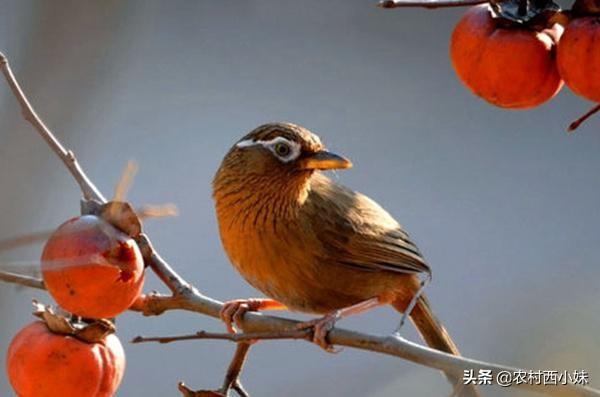 画眉鸟为什么不爱叫(画眉鸟不叫了怎么回事)