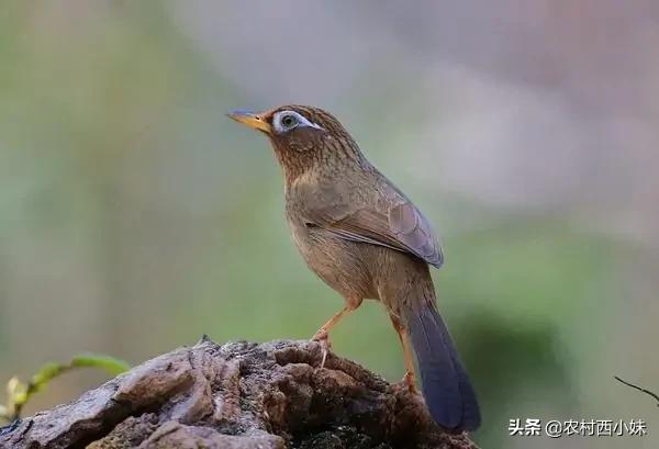 画眉鸟为什么不爱叫(画眉鸟不叫了怎么回事)