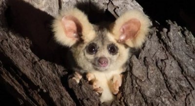 ​澳洲大型滑翔有袋动物原来是2个新物种Petauroides minor和Petauroides arm