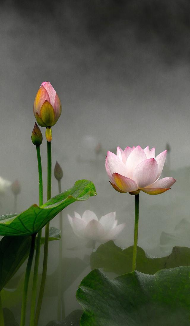 朋友圈封面壁纸，之大话西游，至尊宝 朱茵