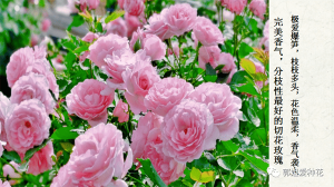 切花月季十大品种(切花月季有哪些好品种)