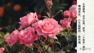 切花月季十大品种(切花月季有哪些好品种)