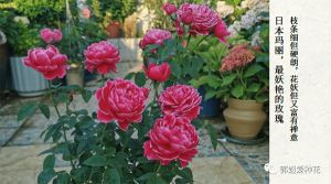 切花月季十大品种(切花月季有哪些好品种)