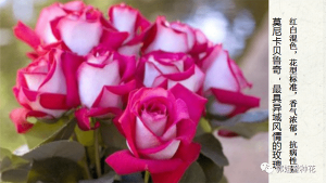 切花月季十大品种(切花月季有哪些好品种)