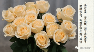 切花月季十大品种(切花月季有哪些好品种)