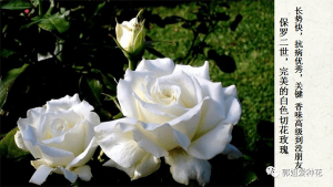 切花月季十大品种(切花月季有哪些好品种)