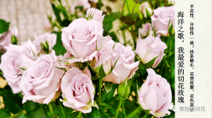 切花月季十大品种(切花月季有哪些好品种)