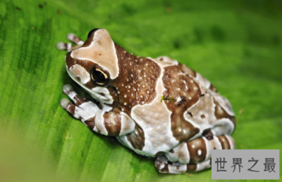 ​世界上最奇特的树蛙,牛奶蛙身穿棕白迷彩服（保护色）