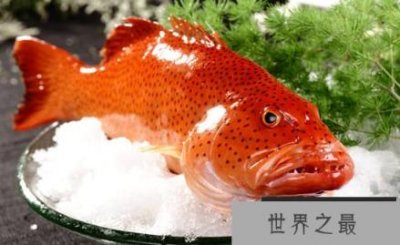 ​最贵的石斑鱼是什么品种，东星斑最为名贵