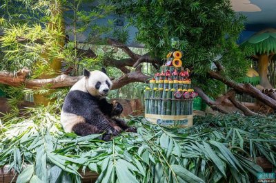 ​全球唯一大熊猫三胞胎8岁了！