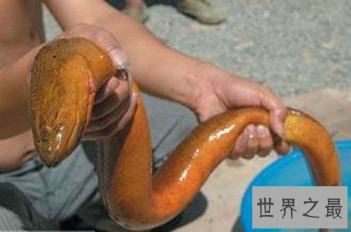 世界上最大的黄鳝，36斤重巨型大黄鳝(已成精)