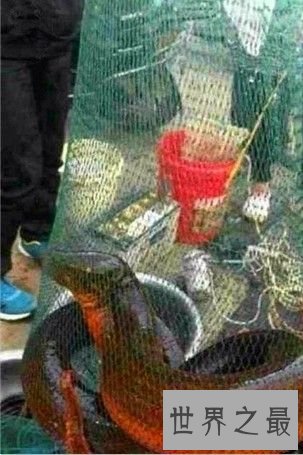 世界上最大的黄鳝，36斤重巨型大黄鳝(已成精)