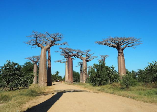 世界上最能蓄水的树，一棵树能存2吨水，是当地人的生存保障