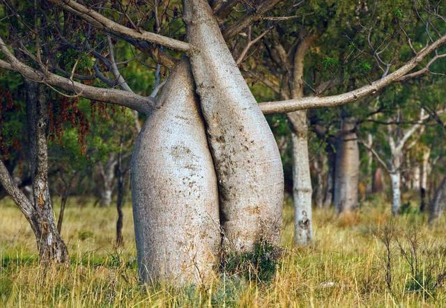 世界上最能蓄水的树，一棵树能存2吨水，是当地人的生存保障