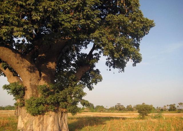 世界上最能蓄水的树，一棵树能存2吨水，是当地人的生存保障