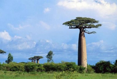 ​世界上最能蓄水的树，一棵树能存2吨水，是当地人的生存保障