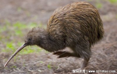 ​几维鸟是哪个国家的国鸟，新西兰(天生没有翅膀无法飞行的奇鸟)
