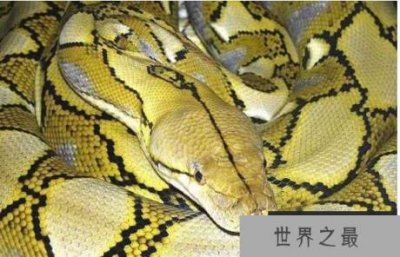 ​世界上最大的蟒蛇，网纹蟒可长到14.85米长(缠绕能力超强）