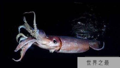 ​世界上最大的无脊椎动物