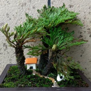 ​卷柏——一款最适合做盆景的绿植，遇水则荣，生命力强，价格便宜