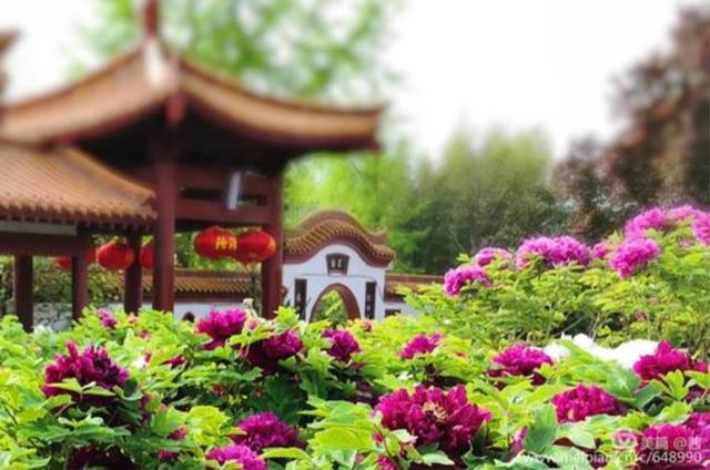 洛阳最值得去的三个旅游景点（洛阳旅游必去的6大景点）(2)