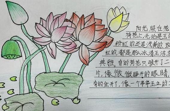 三年级植物记录卡（三年级植物记录卡荷花）