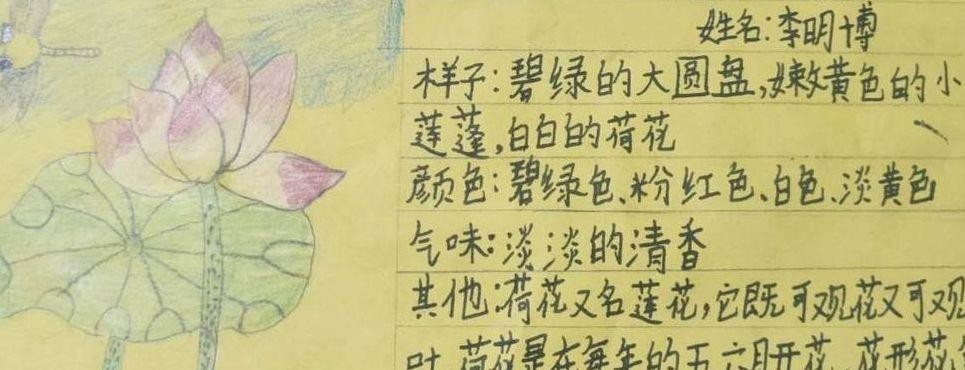 三年级植物记录卡（三年级植物记录卡荷花）
