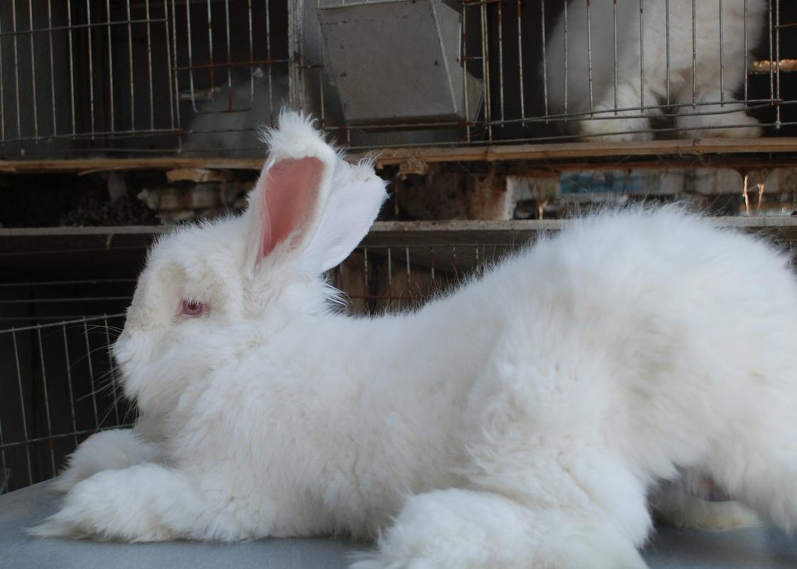 贵州遵义长毛兔养殖（危机里寻求新机遇）