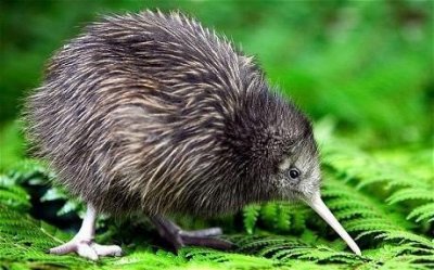 ​几维鸟（英文名：kiwi）失去了翅膀赢得了世界