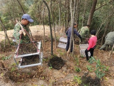 ​诏安秀篆：公石松喜迎大丰收，拓宽群众增收路