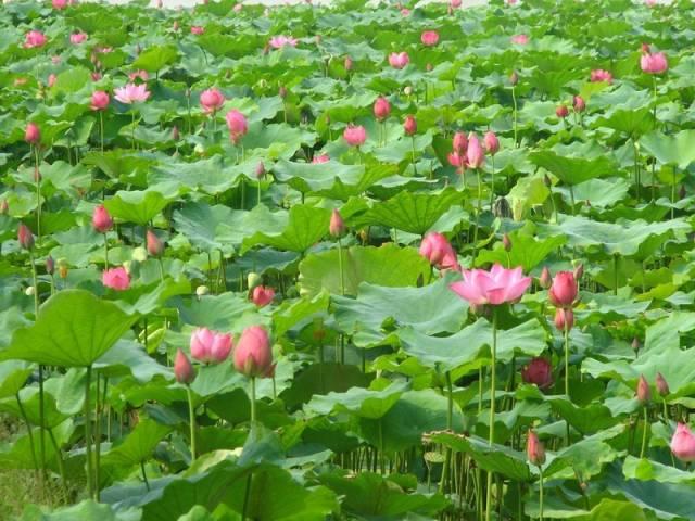 佛山旅游必去的4个景点有哪些呢（佛山这56个景点你去过几个）(48)