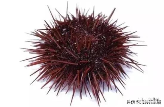 海鲜种类有哪些最好吃的是哪种（市场常见的102种海鲜）(44)