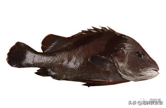 海鲜种类有哪些最好吃的是哪种（市场常见的102种海鲜）(35)