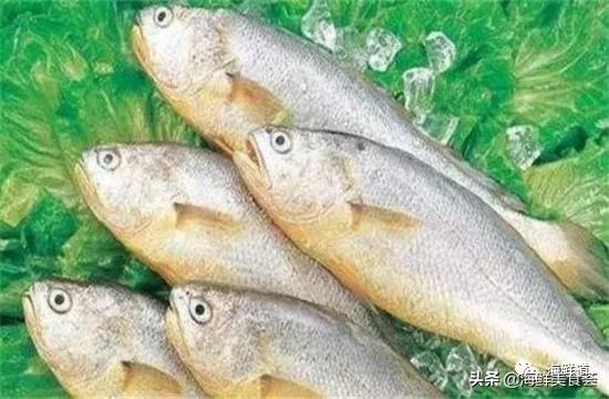 海鲜种类有哪些最好吃的是哪种（市场常见的102种海鲜）(50)