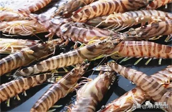 海鲜种类有哪些最好吃的是哪种（市场常见的102种海鲜）(79)