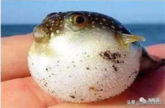 海鲜种类有哪些最好吃的是哪种（市场常见的102种海鲜）(69)