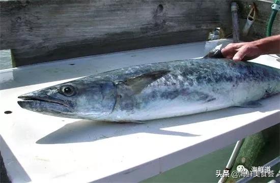 海鲜种类有哪些最好吃的是哪种（市场常见的102种海鲜）(26)