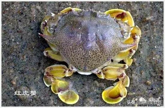 海鲜种类有哪些最好吃的是哪种（市场常见的102种海鲜）(75)