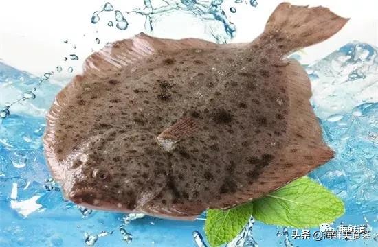 海鲜种类有哪些最好吃的是哪种（市场常见的102种海鲜）(63)