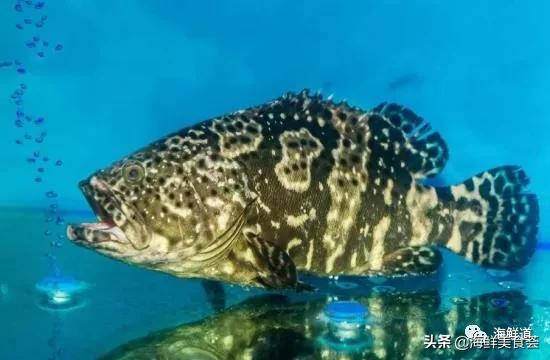 海鲜种类有哪些最好吃的是哪种（市场常见的102种海鲜）(4)