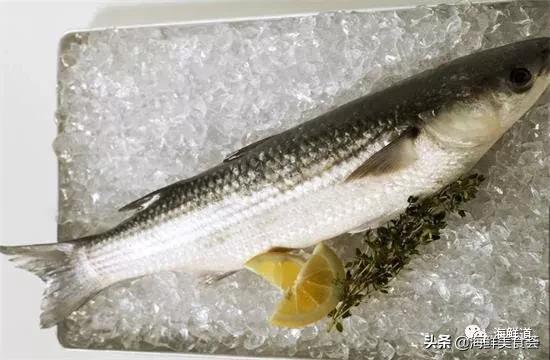 海鲜种类有哪些最好吃的是哪种（市场常见的102种海鲜）(95)