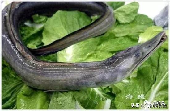 海鲜种类有哪些最好吃的是哪种（市场常见的102种海鲜）(72)