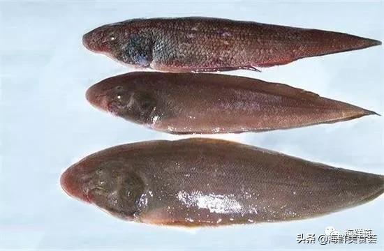 海鲜种类有哪些最好吃的是哪种（市场常见的102种海鲜）(46)