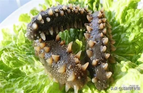 海鲜种类有哪些最好吃的是哪种（市场常见的102种海鲜）(10)