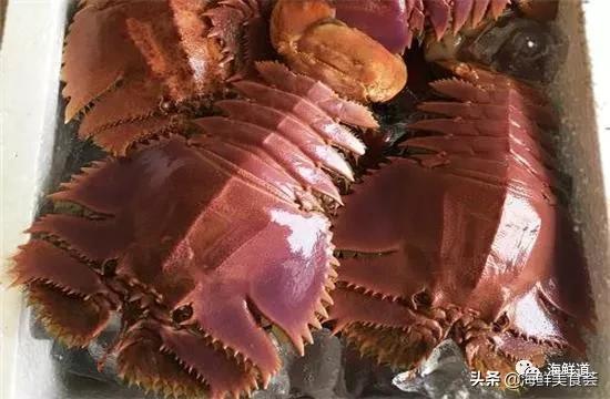 海鲜种类有哪些最好吃的是哪种（市场常见的102种海鲜）(29)